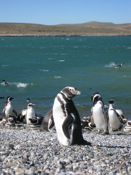 Magellanic Penguins, Ria Deseado