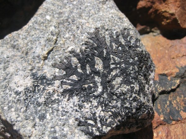 Black lichen, Los Glaciares National Park