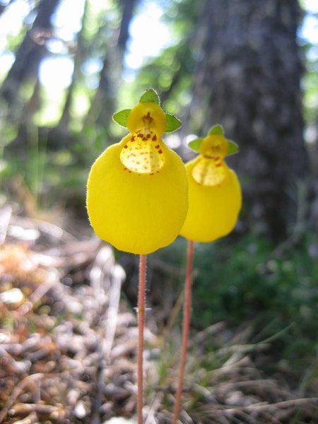Slipper orchid, Los Glaciares National Park