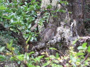 Tiny owlet, Reserva Nacional Tamango, Cochrane