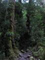 Hike through Valdivian rainforest to La Junta