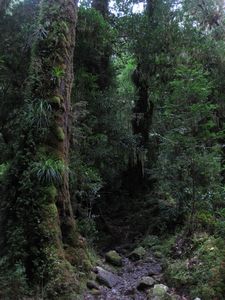 Hike through Valdivian rainforest to La Junta