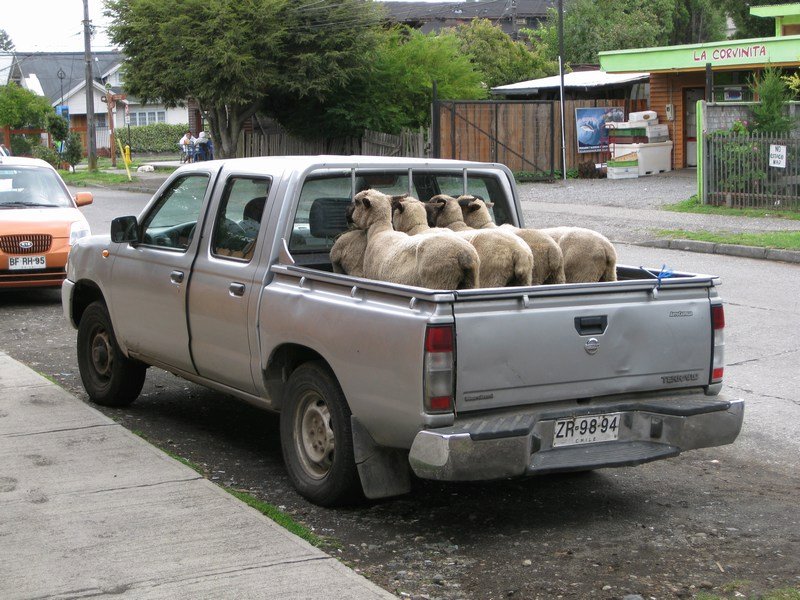 Typical sight in Chile...
