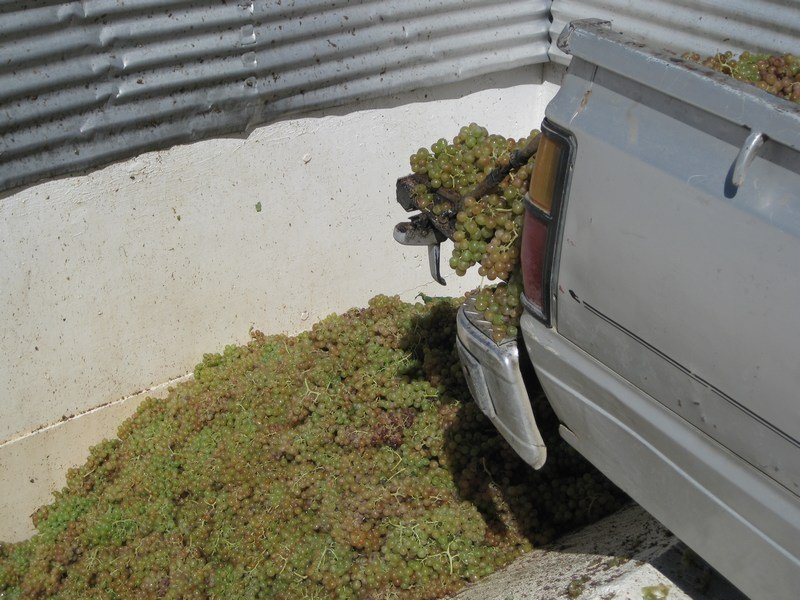 Unloading tons of gorgeous, sweet muscat grapes!