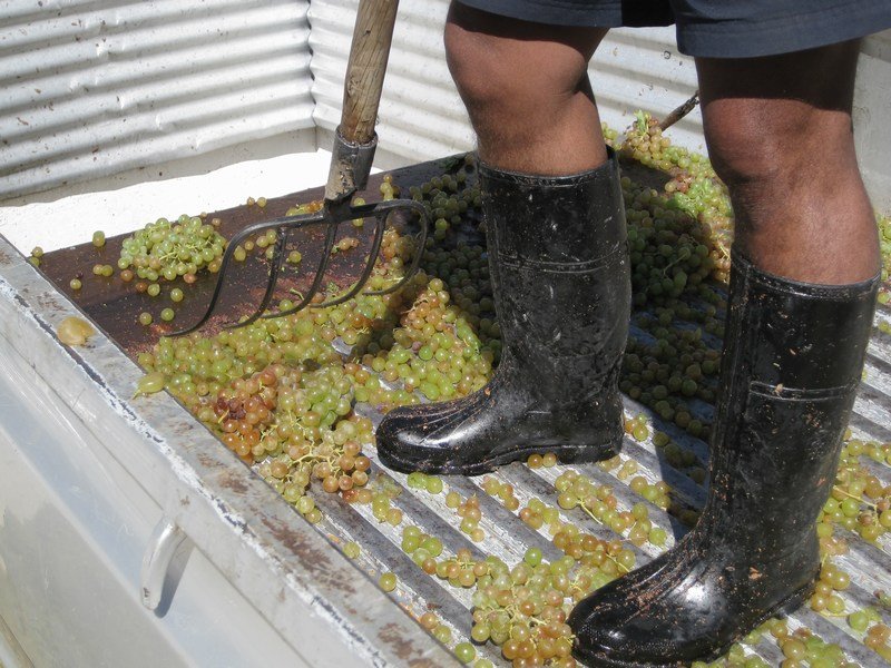 Unloading the grapes...