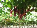 Grapes sweetening up in the Elqui sun
