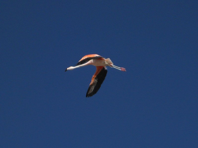 Chilean flamingo, Salar de Atacama