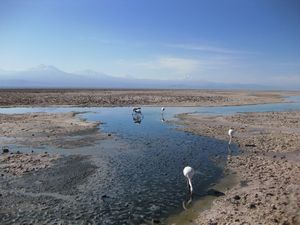 Laguna Chaxa, San Pedro de Atacama