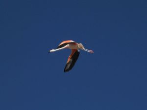 Chilean flamingo, Salar de Atacama