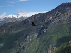 Condor soaring over the canyon