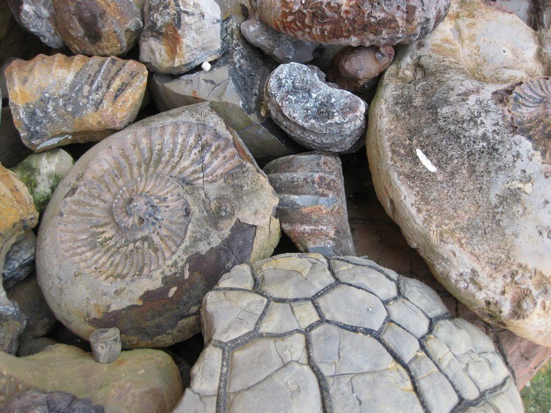 Fossils aplenty in Barichara