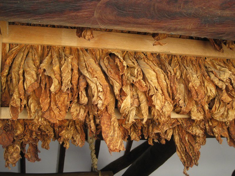 Tobacco leaves drying, Barichara
