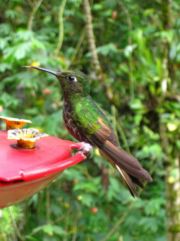 Hummingbird, Cocora Valley