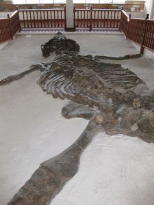 Huge kronosaurus fossil found just outside Villa de Leyva