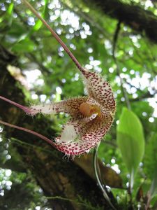 Orchid, near Manizales