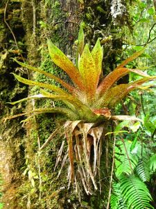 Bromeliad in the cloud forest outside Manizales