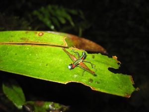Psychedelic grasshopper, Manizales