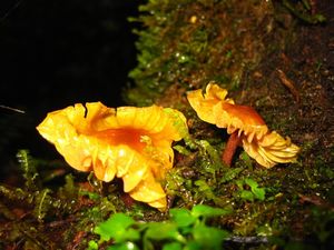 Colourful fungi in the cloud forest outside Manizales