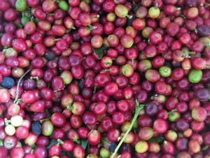 Fresh-picked coffee berries, Salento