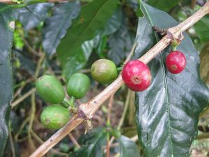 Coffee berries on the bush, Salento
