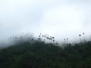 Wax palms in the Cocora Valley, Salento