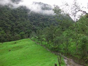Walking in the Cocora Valley