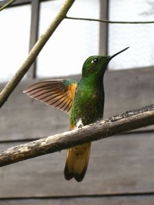 Hummingbird, Cocora Valley