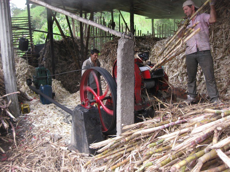 Crushing the sugar cane at a trapiche outside San Agustin