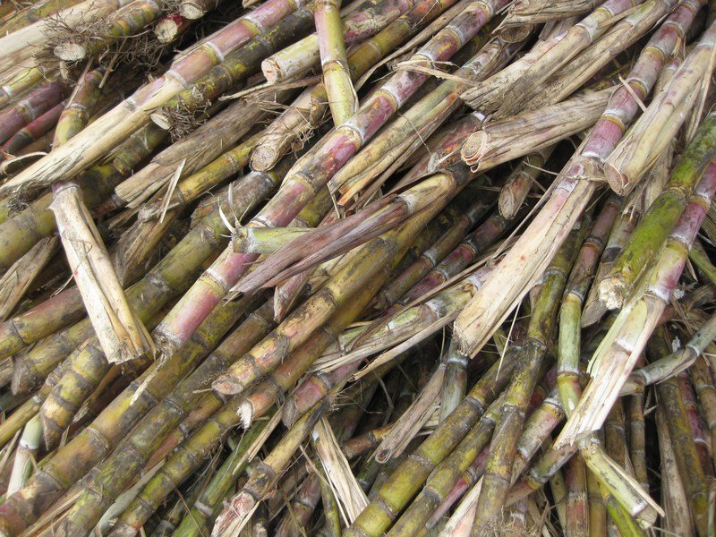 Sugar cane awaiting crushing