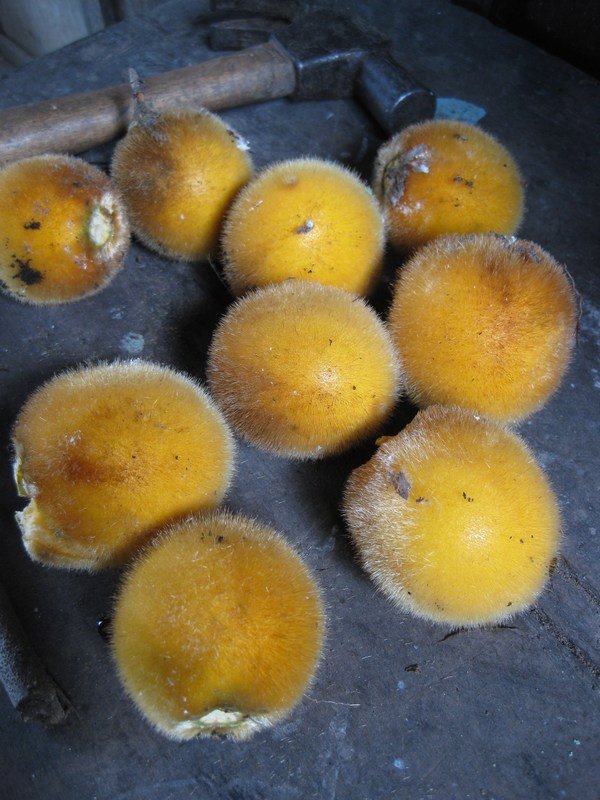 Post-ride snack of wild lulo fruit