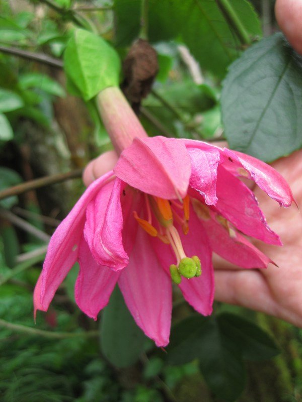 Curuba flower