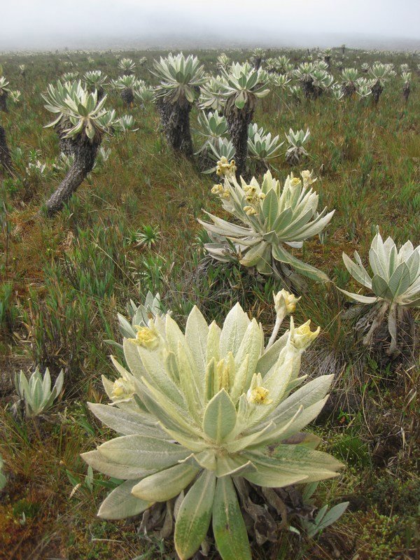 Frailejón plants on the high páramo