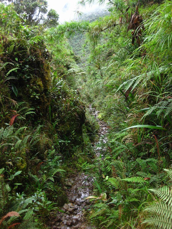 Trail up to the páramo