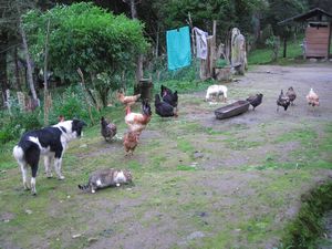 Menagerie at the second finca