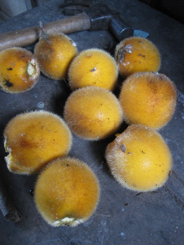 Wild lulo fruit