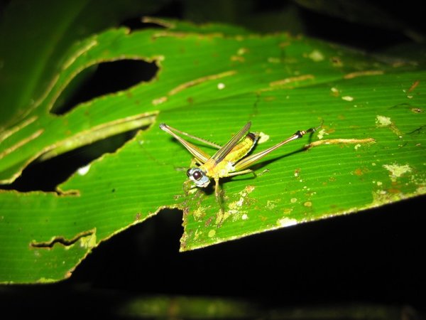 "Aeroplane" grasshopper, night-time walk