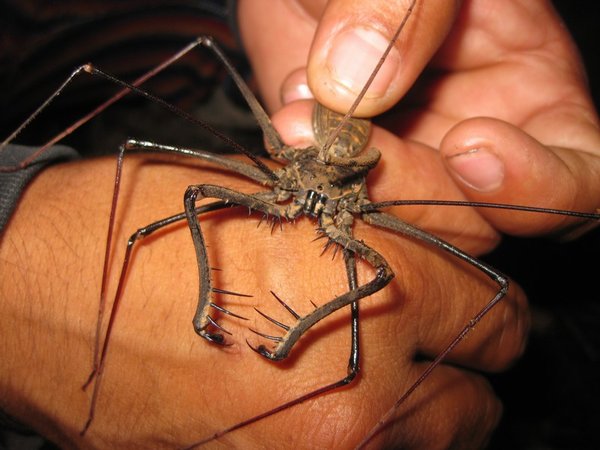 Scorpion-spider, night-time walk