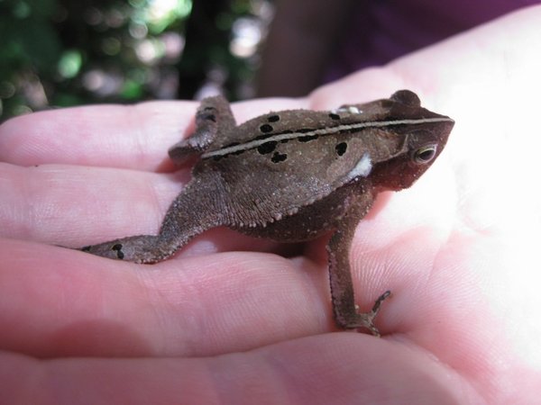 Tiny toad, Cuyabeno Reserve