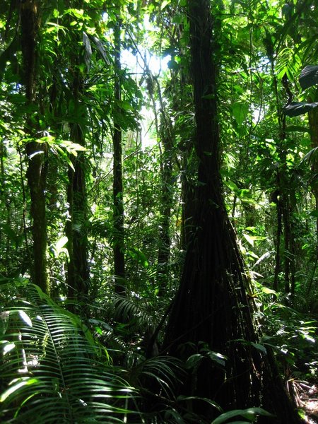Primary rainforest floor, Cuyabeno Reserve