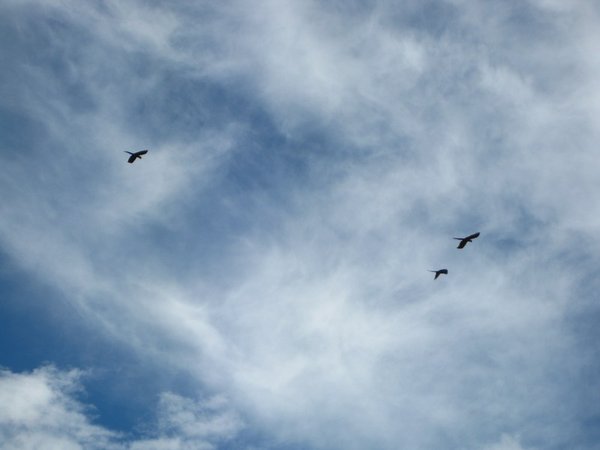 Macaws, Cuyabeno Reserve