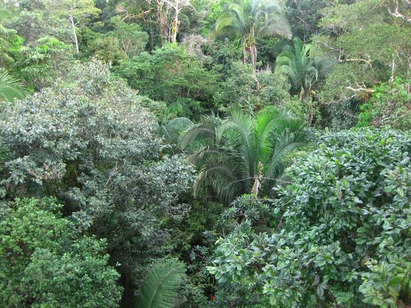 Rainforest canopy from above!