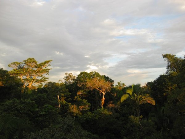 Sunset over the canopy
