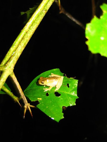 Tiny frog - night-time walk in the rainforest