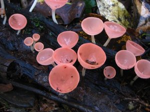 Crazy-looking mushrooms
