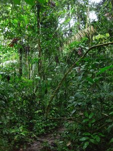 Dense primary rainforest, Cuyabeno
