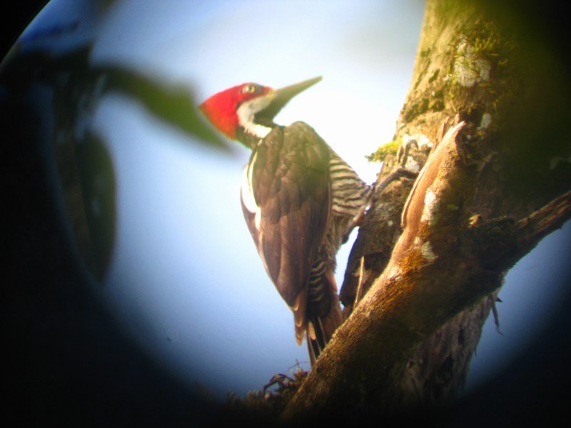 Woodpecker, Mindo