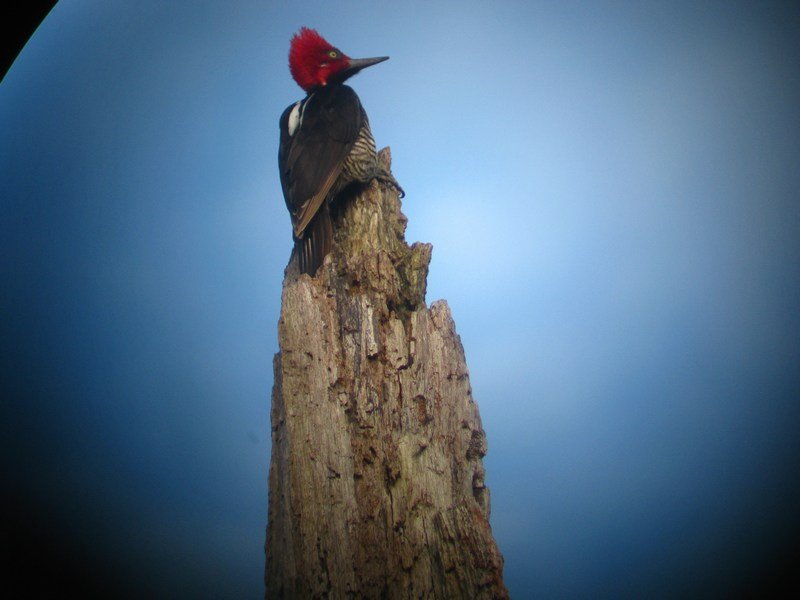 Woodpecker, Mindo