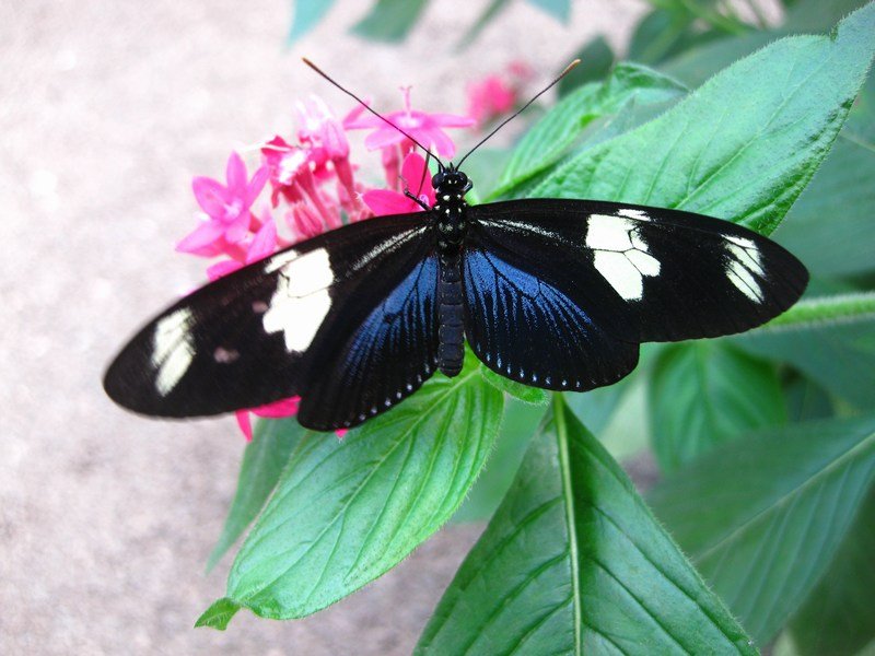 Heliconius butterfly, Mindo