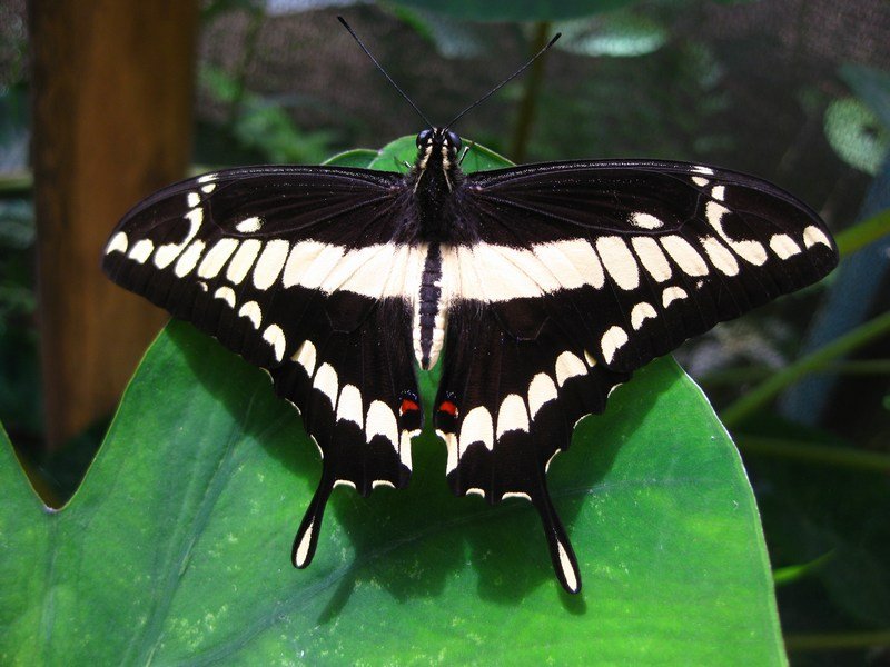 Swallowtail, Mindo