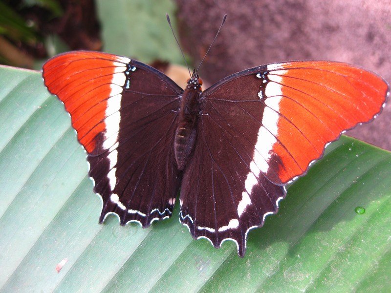 Butterfly, Mindo